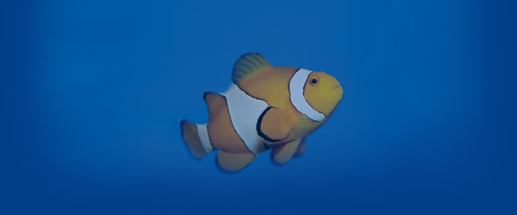 Clownfish Header