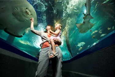 SLSC Parent N Child