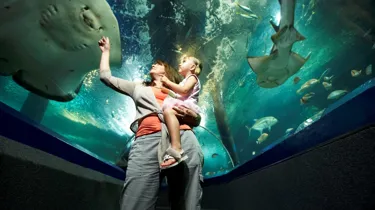 SLSC Parent N Child