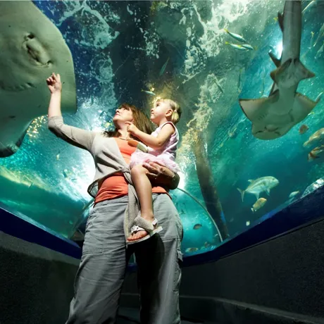SLSC Parent N Child