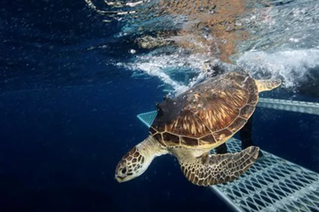 Turtle Being Released Back Into the Ocean