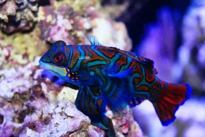 Mandarin Fish 720X552