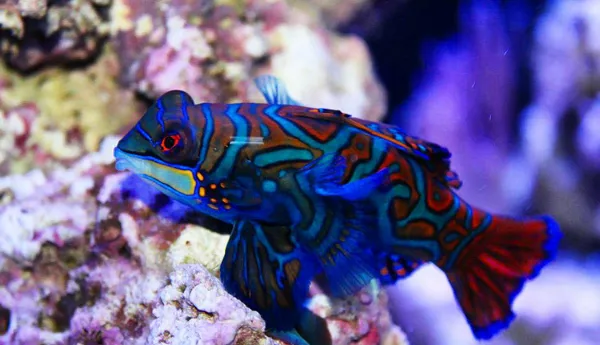 Mandarin Fish 720X552