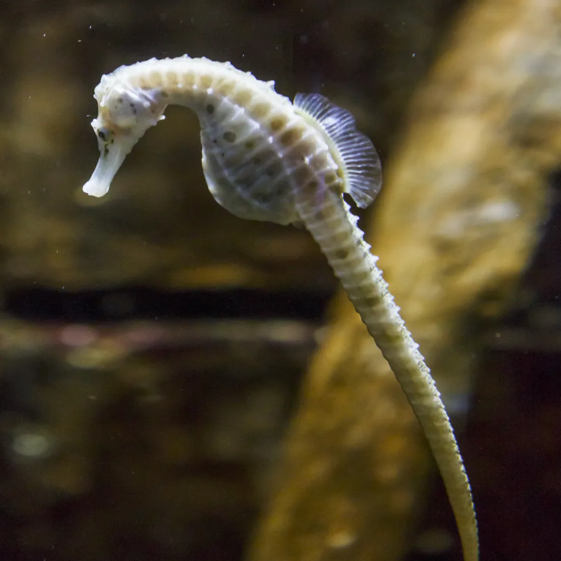 Seahorse Kingdom SEA LIFE Kelly Tarlton's Aquarium