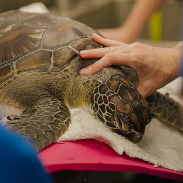 Auckland Zoo Sea Life Kt Sea Turtles Check Up 250221 210 184