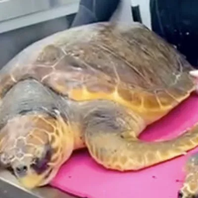 Abbey The Loggerhead