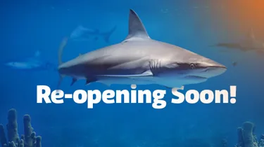SLKT Reopening EDM Banner 600X338px Nologocta
