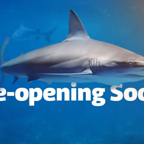 SLKT Reopening EDM Banner 600X338px Nologocta