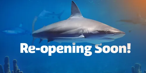 SLKT Reopening EDM Banner 600X338px Nologocta