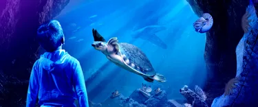 Slm Ancient Oceans Website Turtle