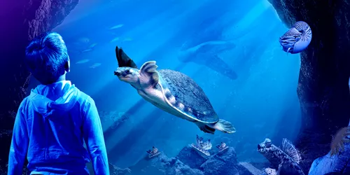 Slm Ancient Oceans Website Turtle