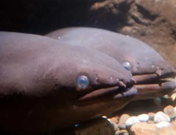 Fresh Water Eels