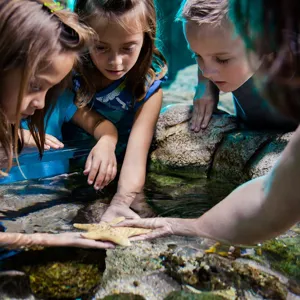 Kids touching Starfish