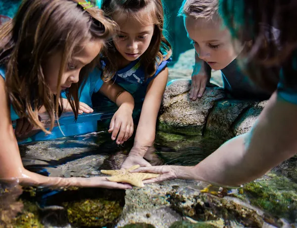 Kids touching Starfish