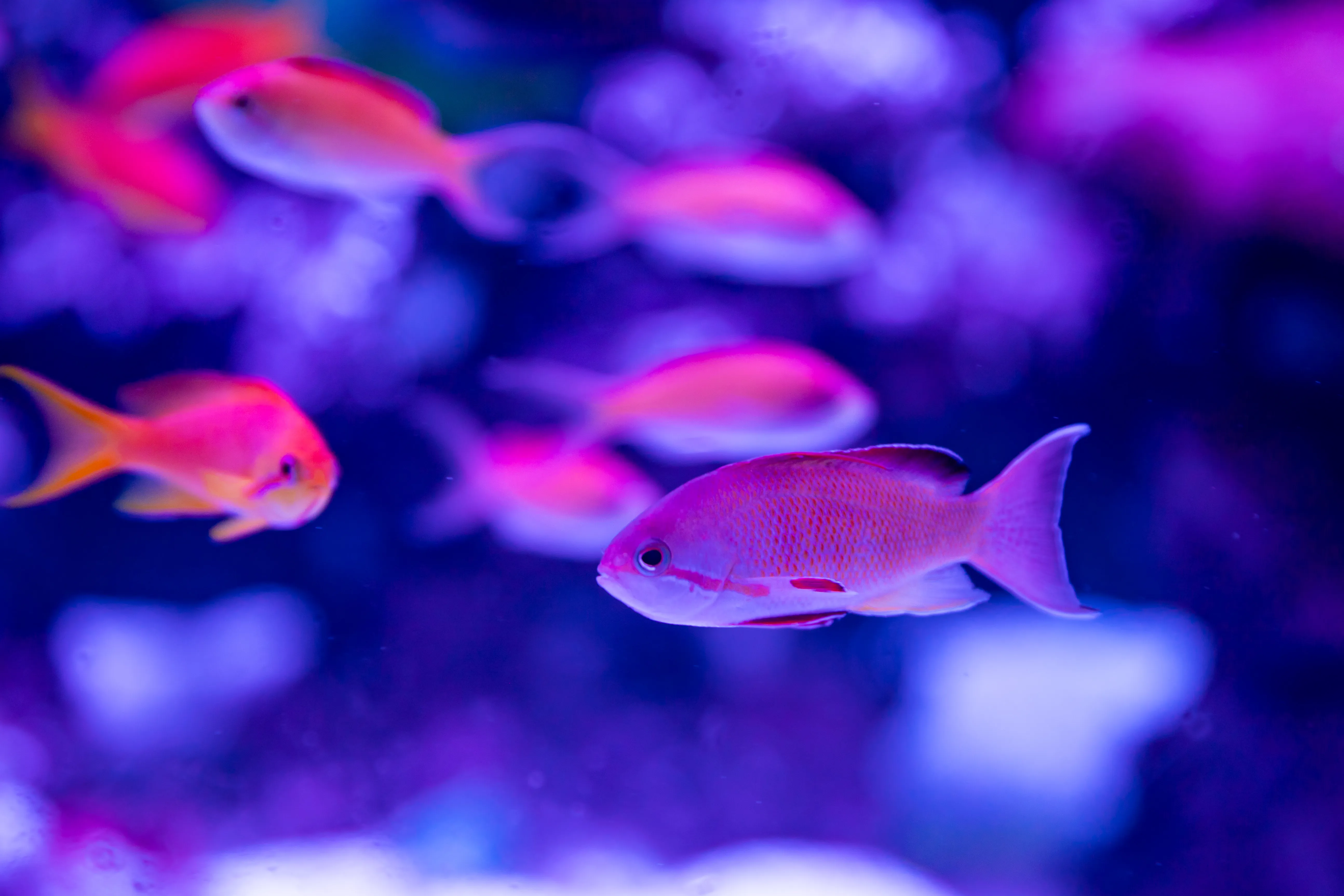 Fish01