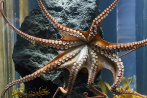Octopus Tentacles On Show