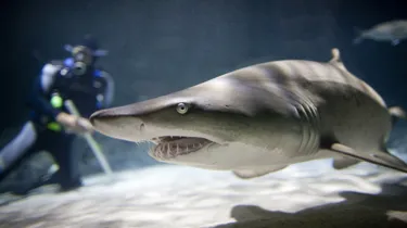 KT STS Shark W Diver High Res