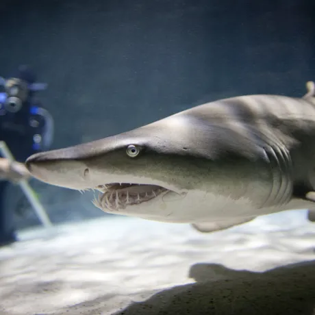 KT STS Shark W Diver High Res