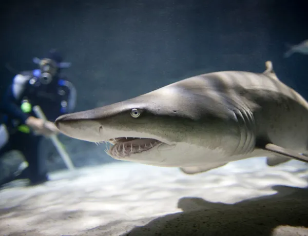 KT STS Shark W Diver High Res