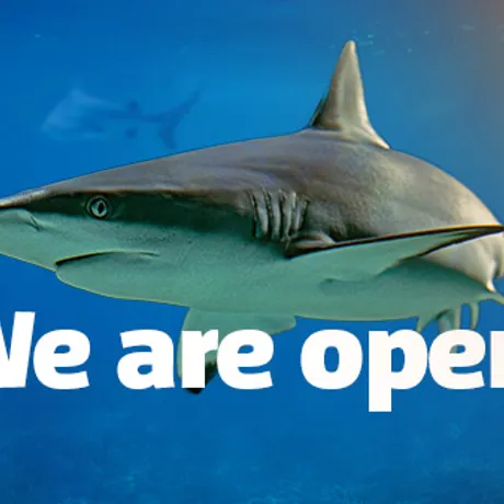 SLKT Weareopen EDM Banner 600X338px