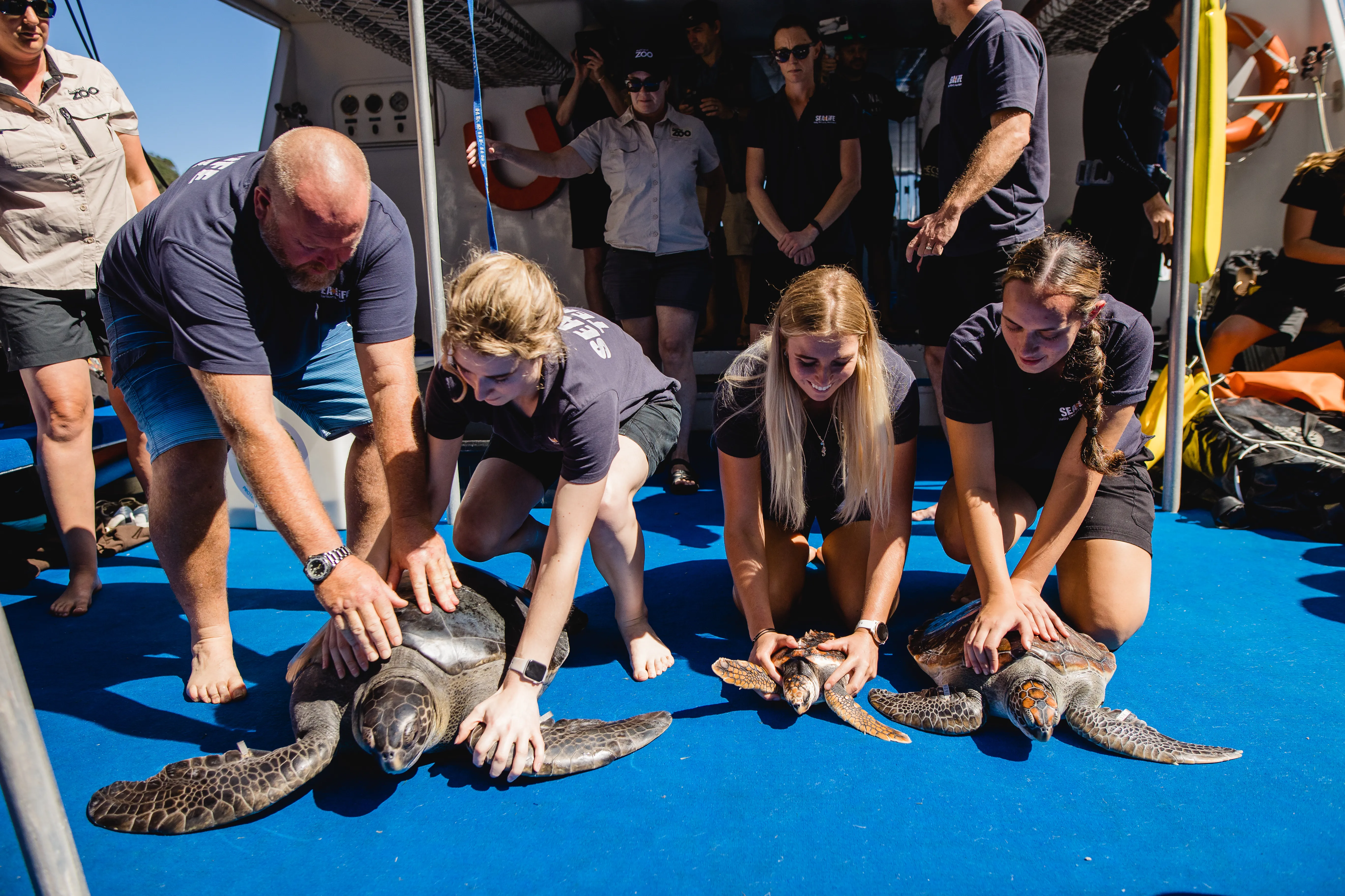 turtles getting ready