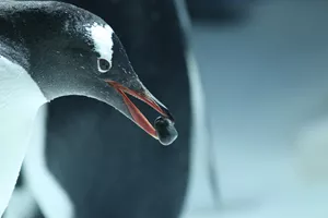 Gentoo with pebble