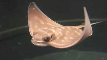 Eagle Ray (1)