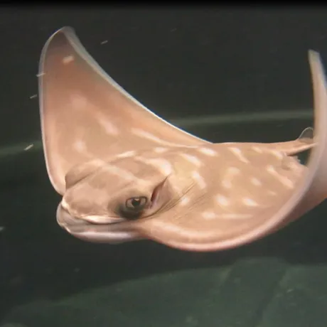 Eagle Ray (1)