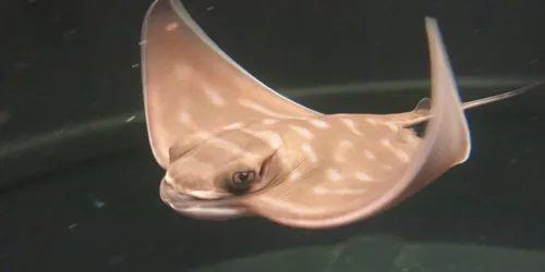Eagle Ray (1)