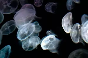 Jellyfish 572X289 (1)