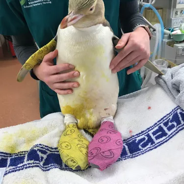 Dunedin Wildlife Hospital