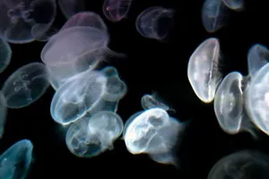 Jellyfish (1)