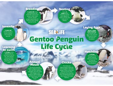Gentoo Life Cycle Pages To Jpg 0001 1