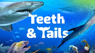 SLKT Teeth+Tails Edm 600X400 Alt