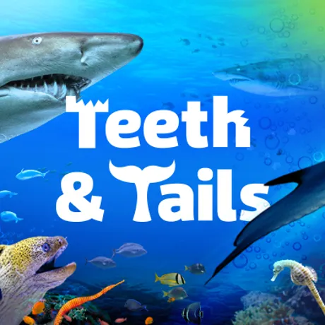 SLKT Teeth+Tails Edm 600X400 Alt