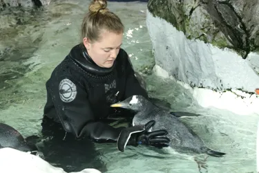 Nicky swimming with a penguin