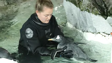 Nicky swimming with a penguin