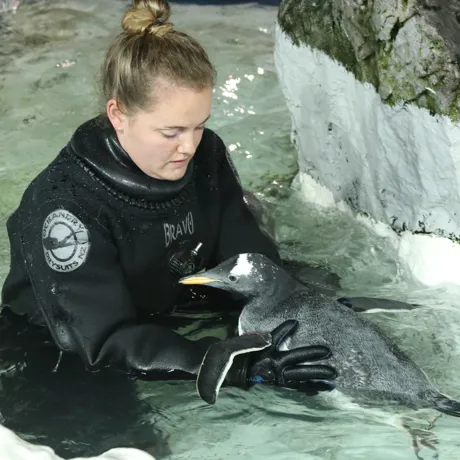 Nicky swimming with a penguin