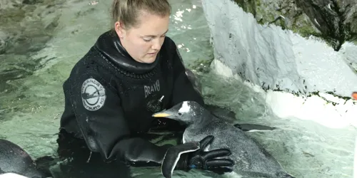 Nicky swimming with a penguin
