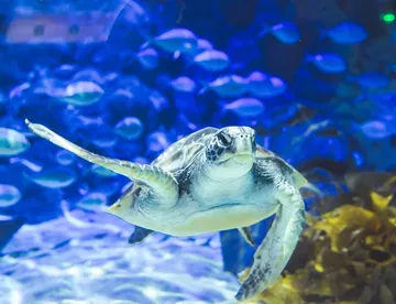 A Green Sea Turtles