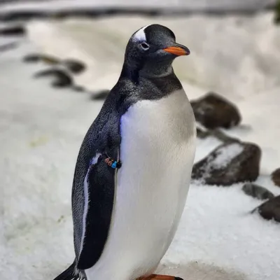 Penguin
