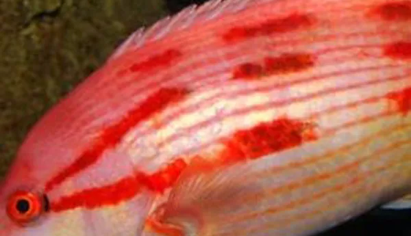 Pig Fish 572X289