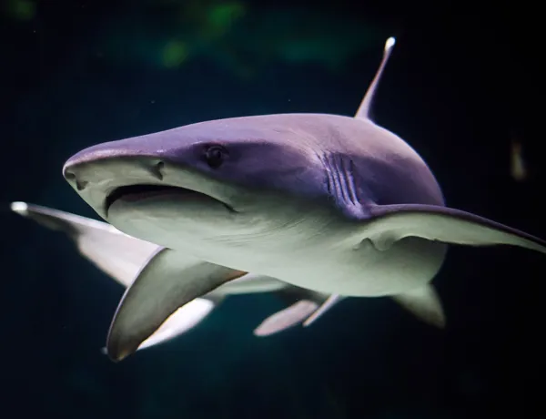 Our Sharks