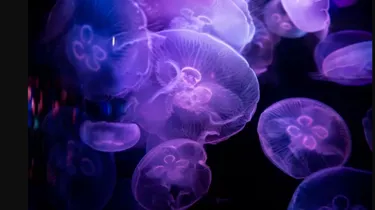 Jelly