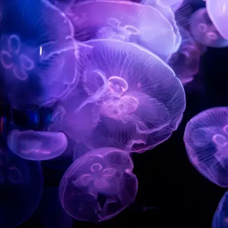 Jelly