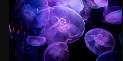 Jelly