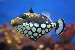 Clown Trigger Fish
