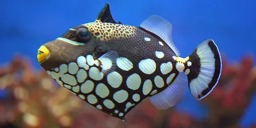Clown Trigger Fish