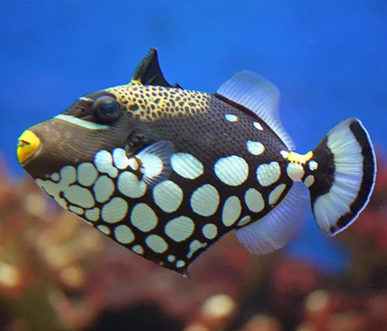 Clown Trigger Fish