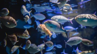 Shipwreck Discovery at SEA LIFE Kelly Tarlton's